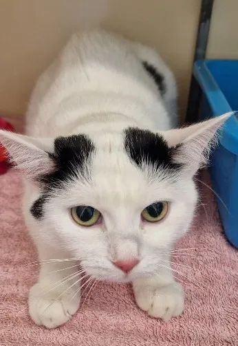 Dotti, adopted