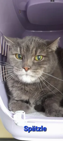 Spätzle, adopted