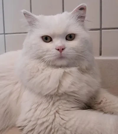 Timi, adopted