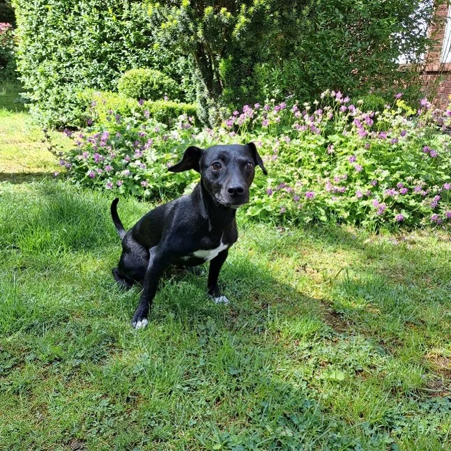 Patterdale Terrier