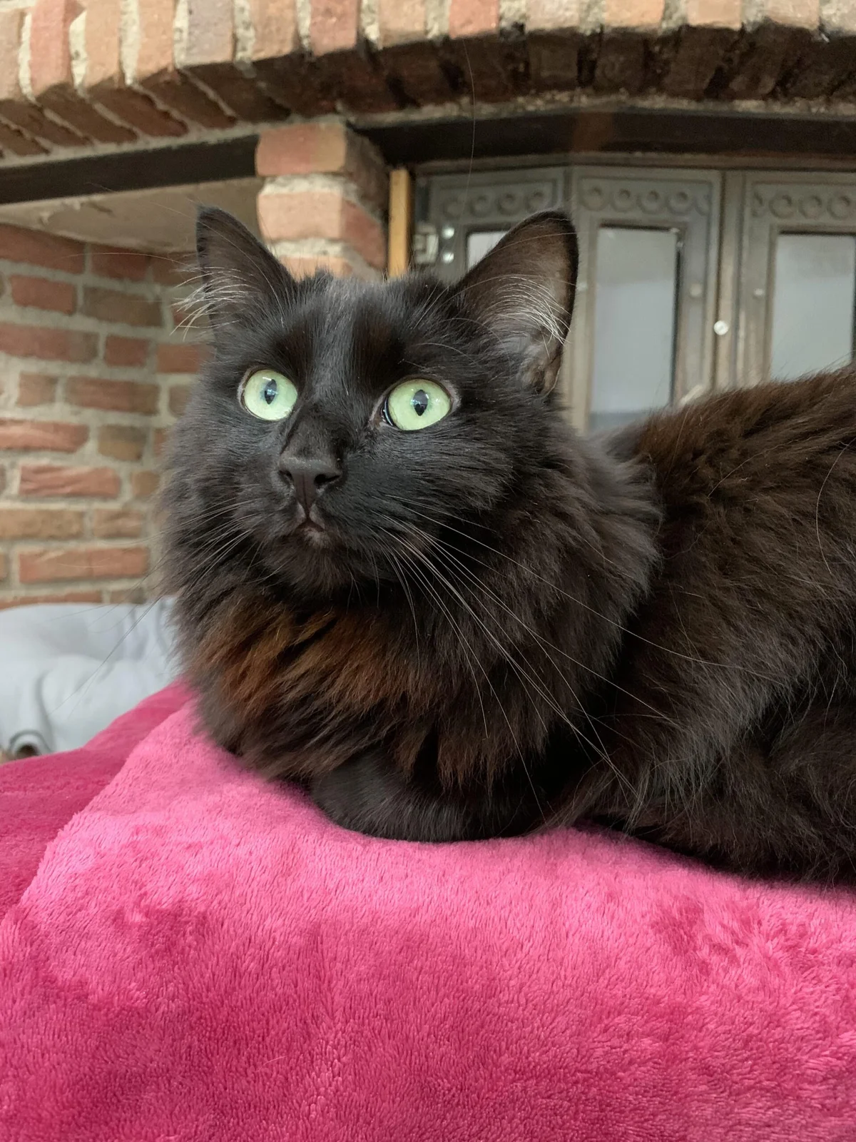 Norwegian Forest Cat