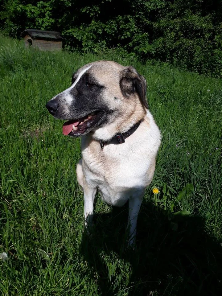 Kangal
