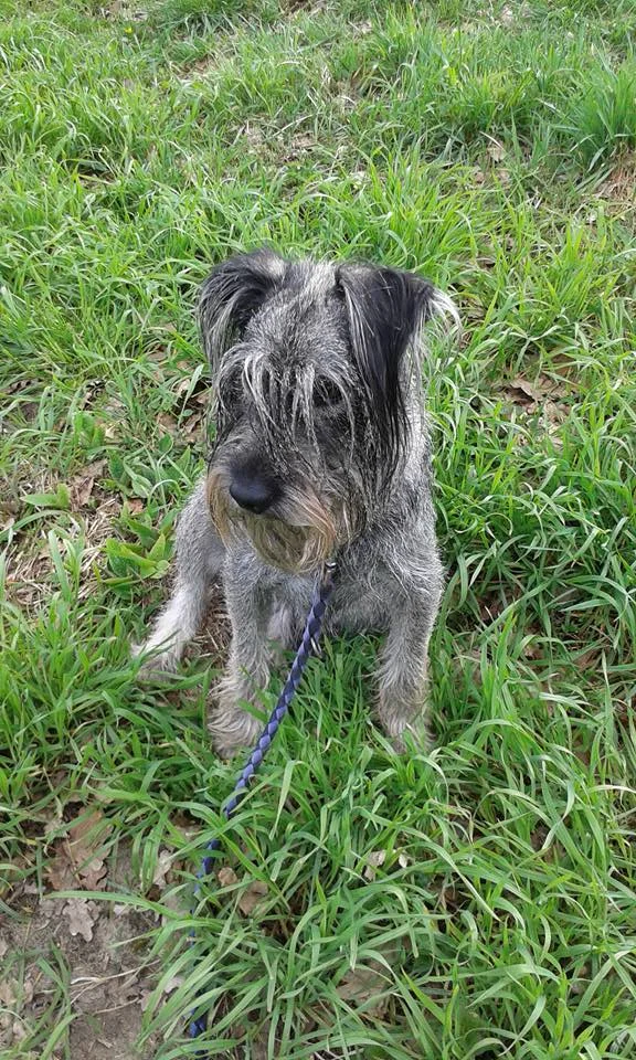Standard Schnauzer