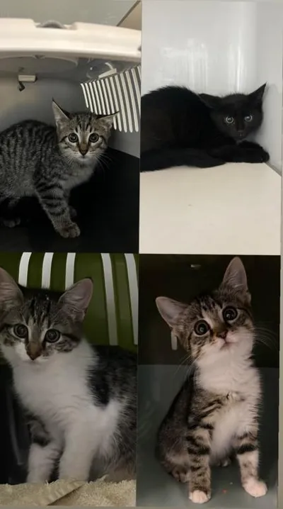 Pia, Piper, Percy & Pepe, adopted