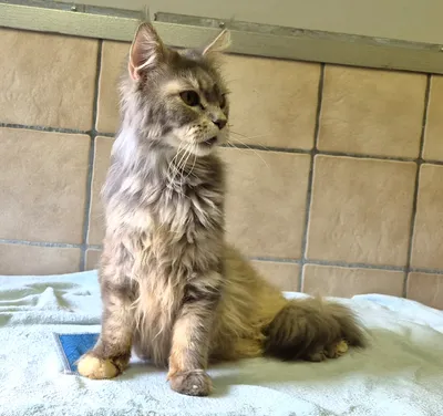 Carlos, adopted