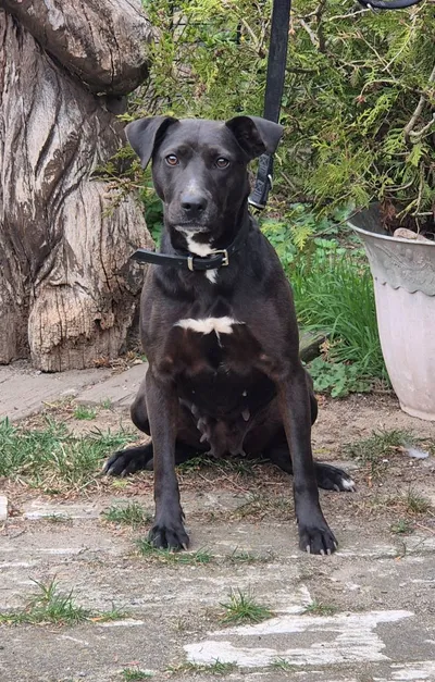 Stan, adopted