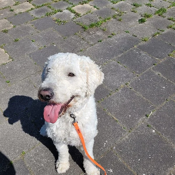 Kuvasz