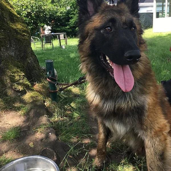 Belgian Tervuren