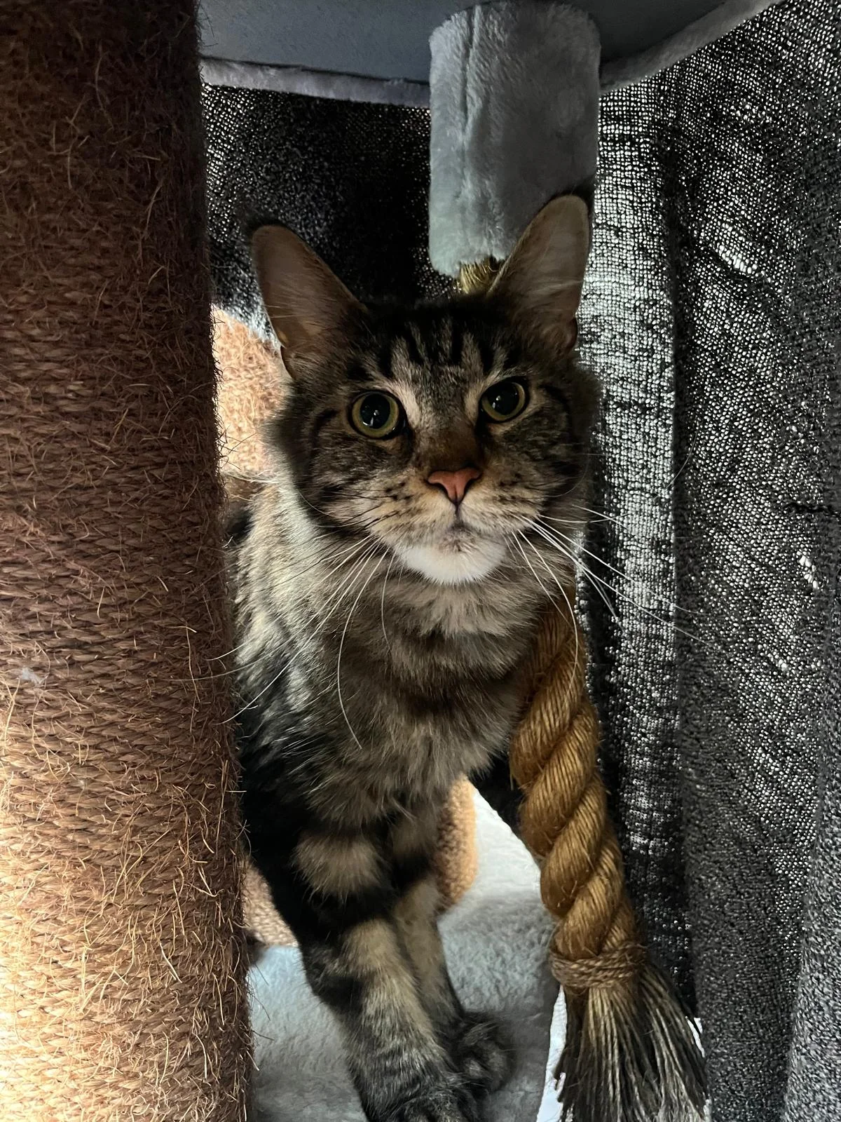 Maine Coon