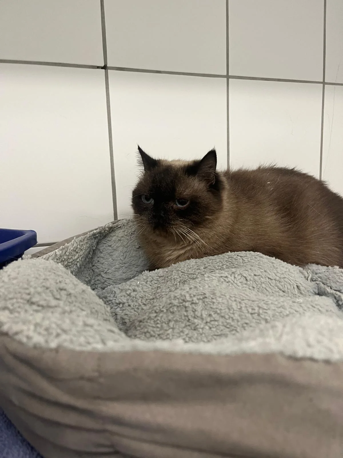 Birman