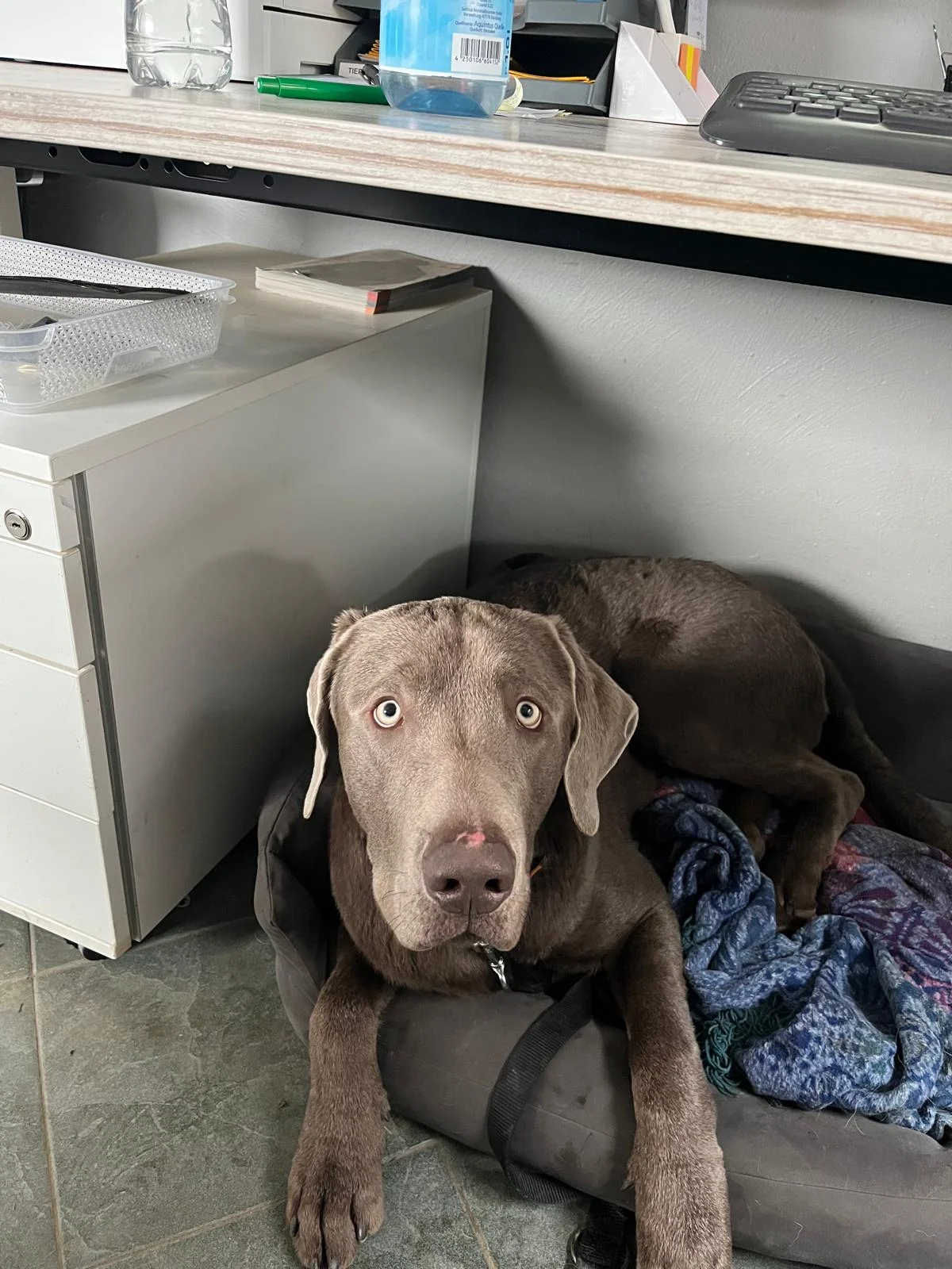 Weimaraner