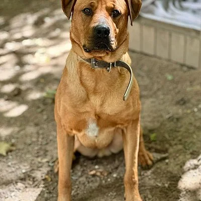 Rhodesian Ridgeback
