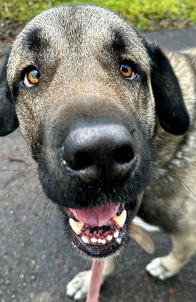 Kangal