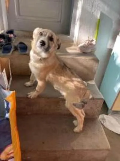 ARCHIE, adopted