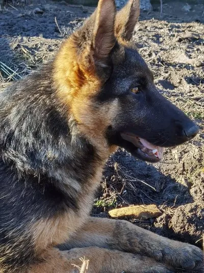 gehbehinderte AVA &, adopted