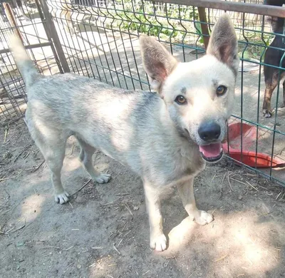 MISHA, adopted