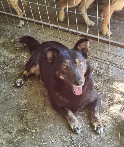 Coca, adopted