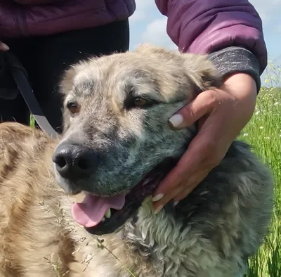 Liebe,schmusige MISTY, adopted