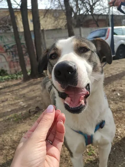 LUNA, adopted