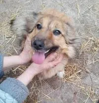 CORA, adopted