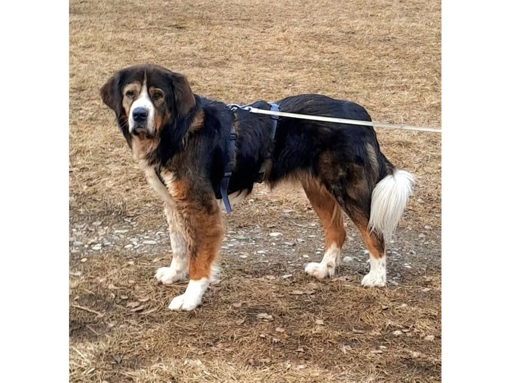 Saint Bernard