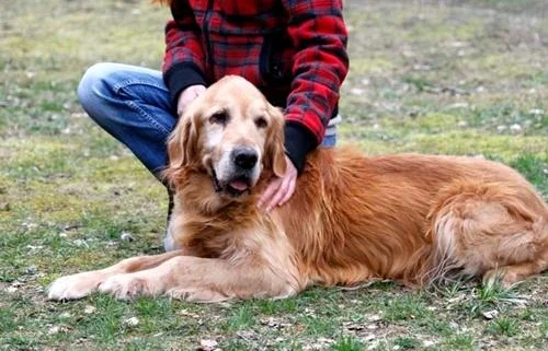Golden Retriever