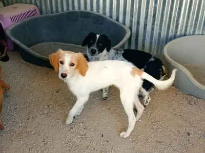 Peach, adopted