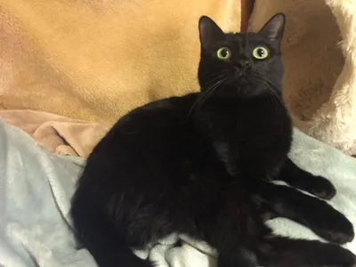 Carmina, adopted
