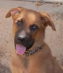 Apolo, adopted