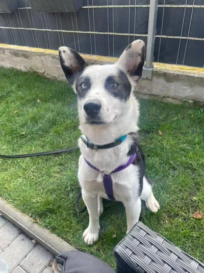 Panda (Hana) (w) – reserviert –, adopted