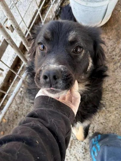 Aiden (m) – reserviert –, adopted
