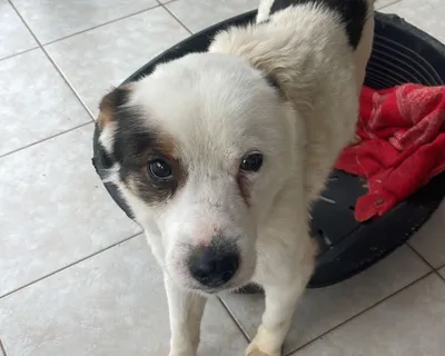 Cooper, adopted