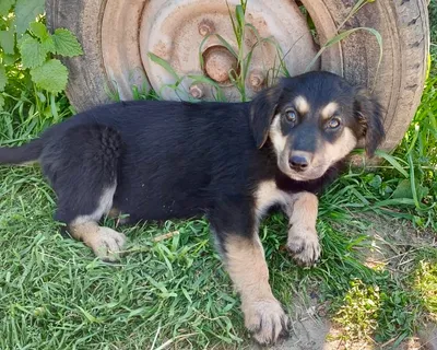 Birdie, adopted