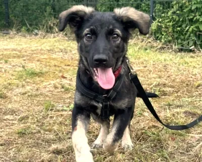 Kyra – PLZ 58313, adopted