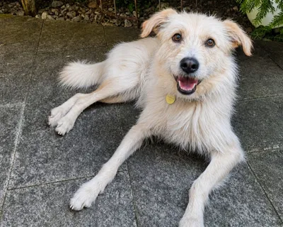 Valerio -PLZ 81243, adopted