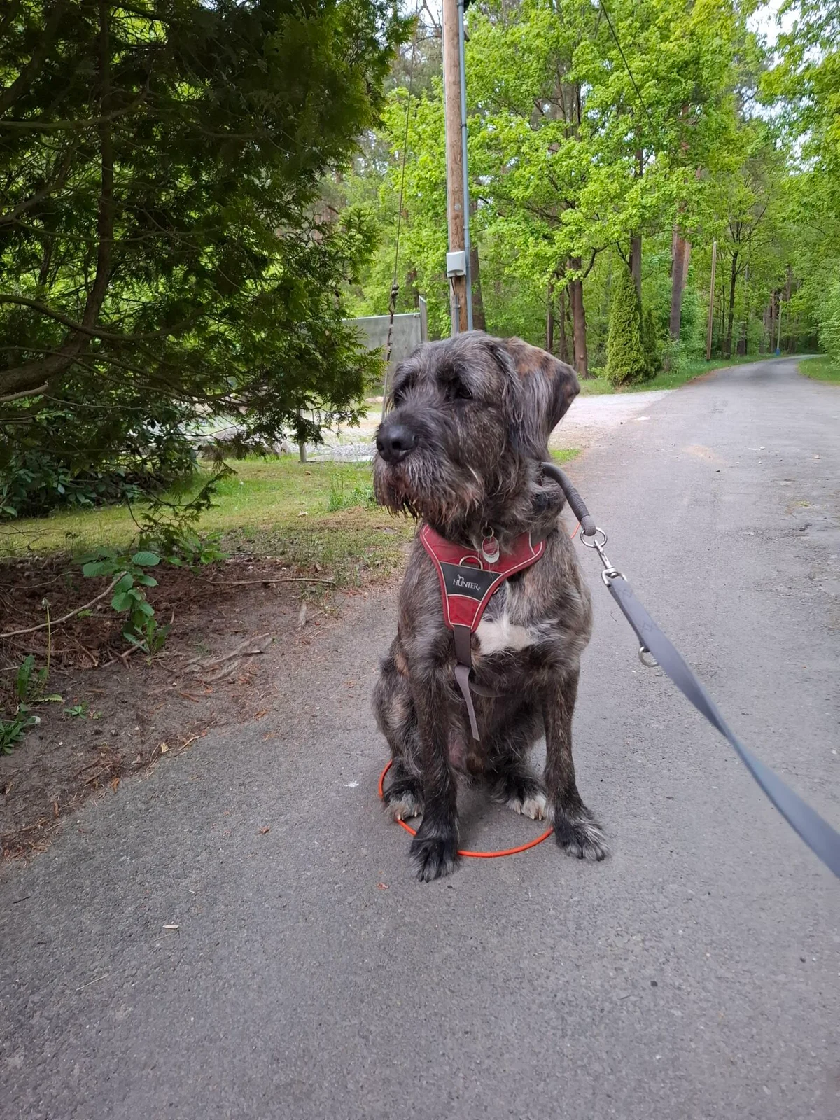 Giant Schnauzer