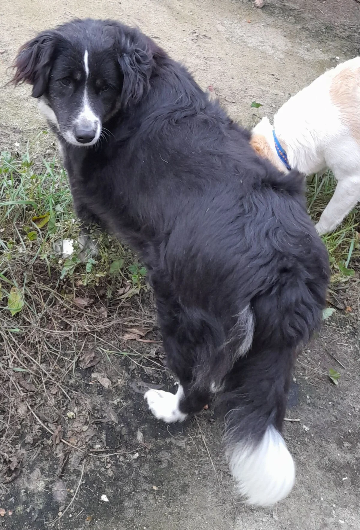 Adopt Betty — Mixed Breed in Celle | TailHarbor