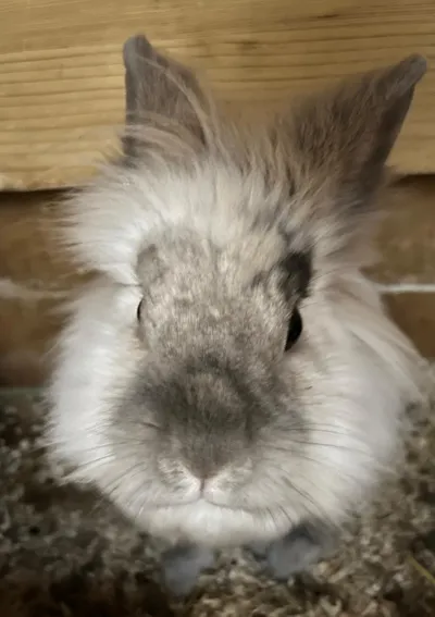 Neo und Luna, adopted