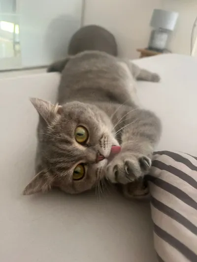 Mila (reserviert), adopted
