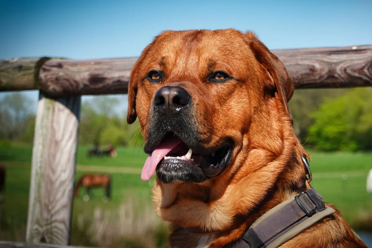 Rottweiler
