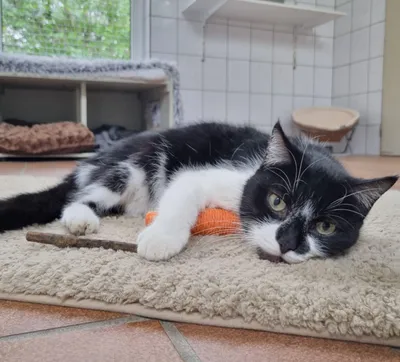 Curtis, ca. 5 Jahre (reserviert), adopted
