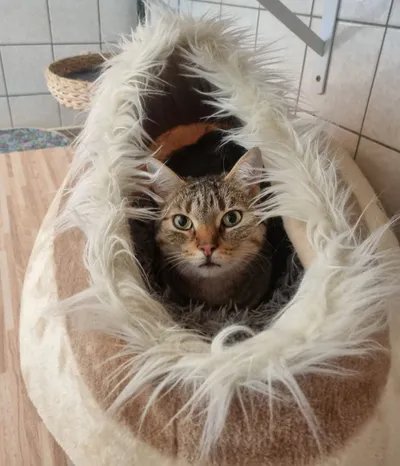 Filia, ca. 4 Jahre (reserviert), adopted