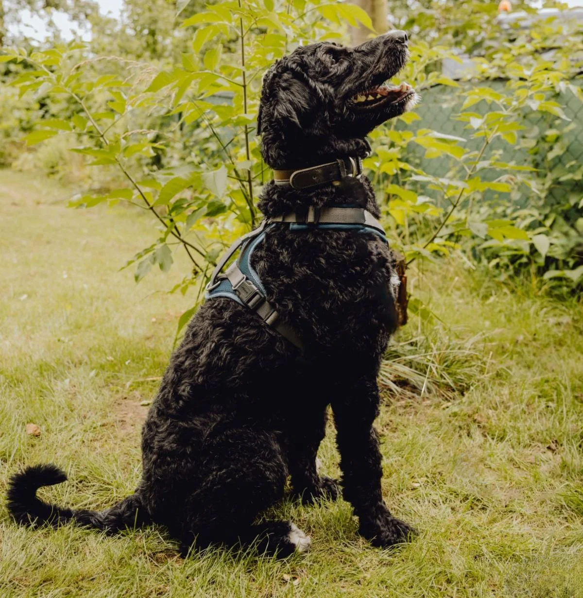 Bernedoodle