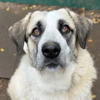 Cookie, adopted