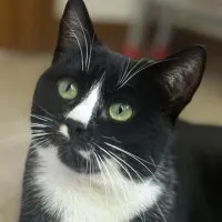 Lucifa, adopted