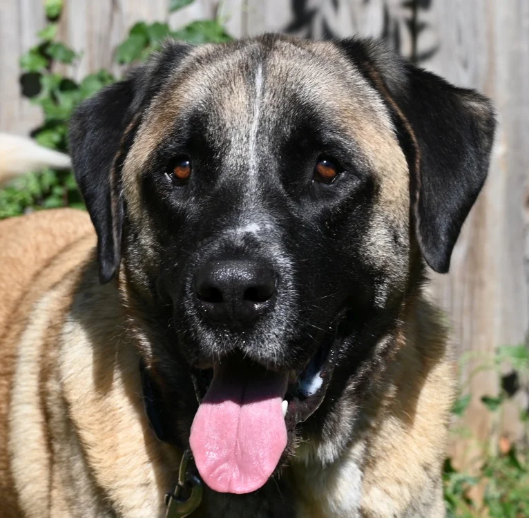 Kangal