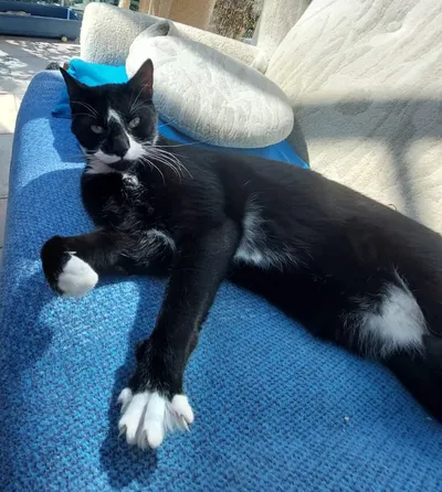 Cokie und Toffi, adopted