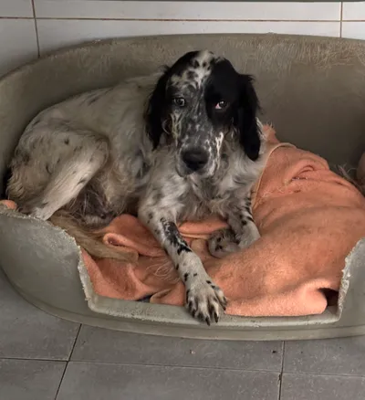 Gilda – reserviert, adopted