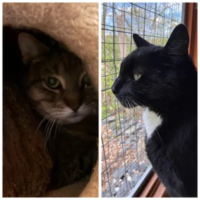 Merlin &, adopted