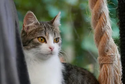 Blaze, adopted